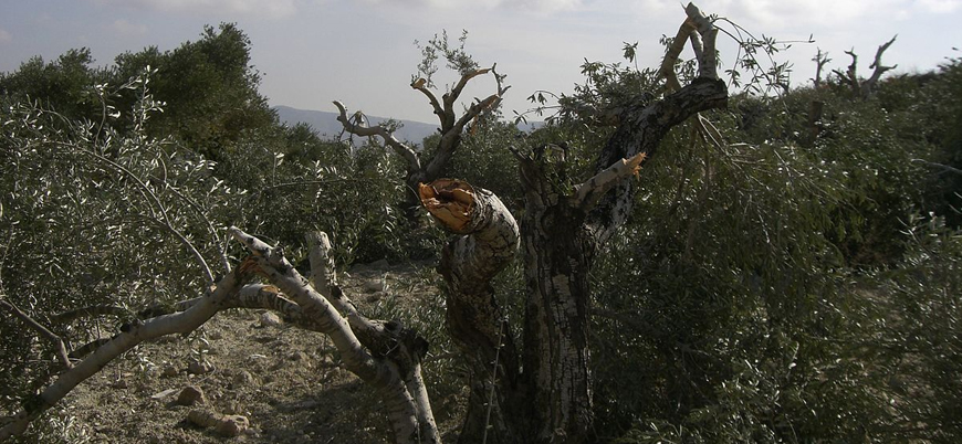 Yahudiler Filistinlilerin zeytin ağaçlarını kesmeyi sürdürüyor
