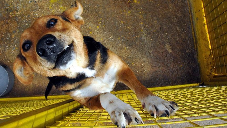 Virüsün kaynağı Çin'de köpek eti festivali düzenleniyor