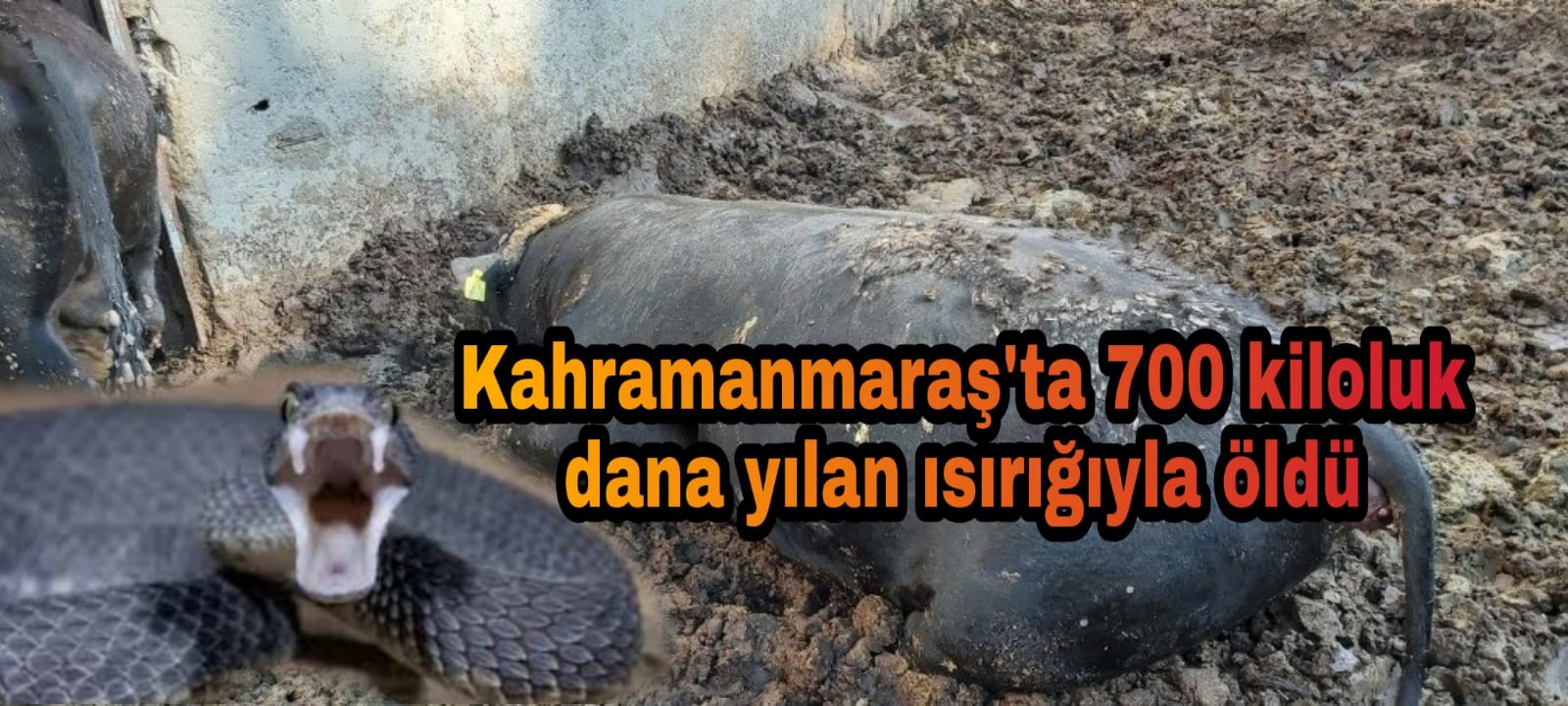 Zehirli yılan 700 kiloluk danayı öldürdü