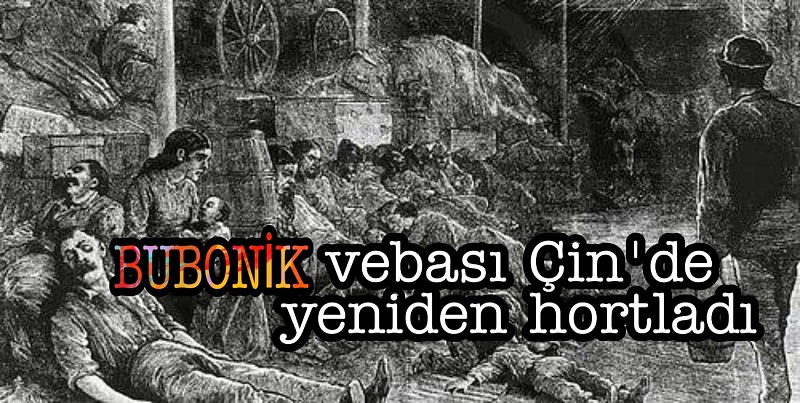 BUBONİK vebası Çin'de yeniden hortladı