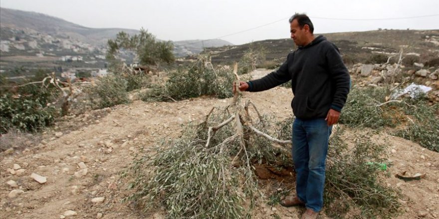 İşgalci yahudi yerleşimciler yine Filistinlilere ait tarım alanlarına saldırdı