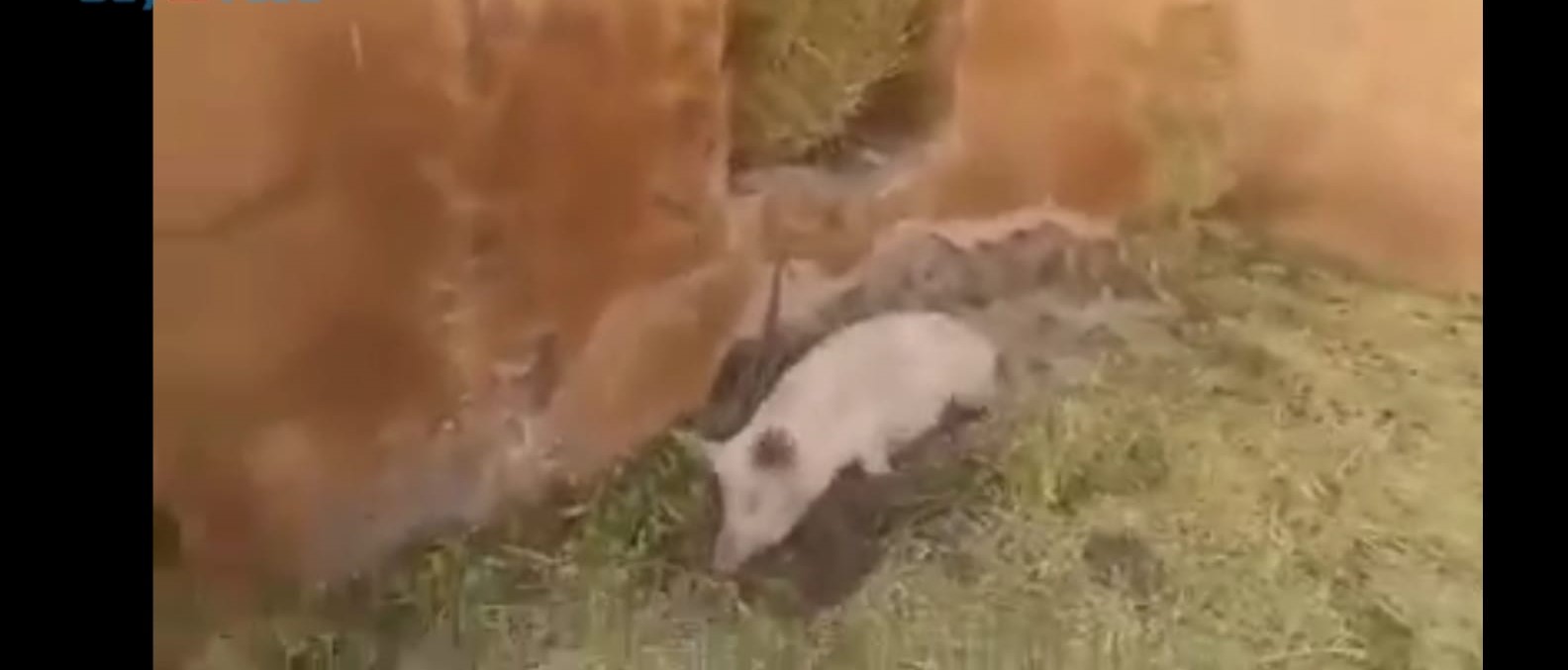 Ermeniler Karabağ'da tarihi camiyi domuz ahırına çevirdi (Video Haber)