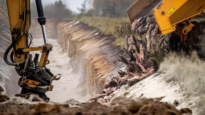 Yeni bir felaketin habercisi mi? 17 milyon vizon canlı canlı gömüldü