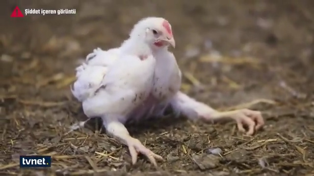 McDonald's ve KFC tavuklarına akıl almaz işkence (Video Haber)