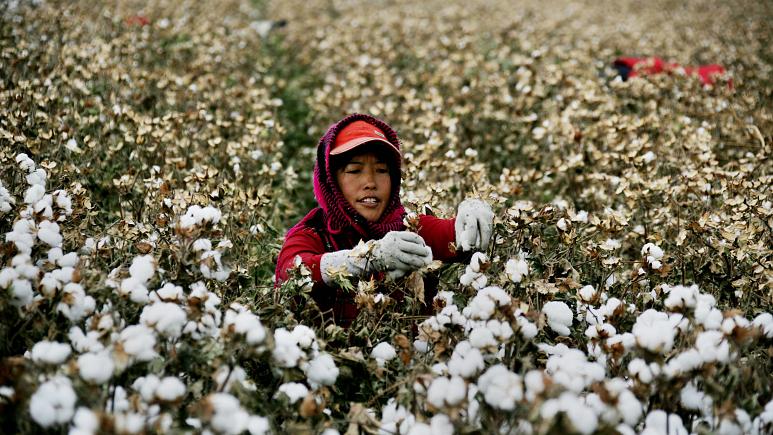 Çin, 570 bin Uygurluyu zorla pamuk tarlalarında çalıştırıyor