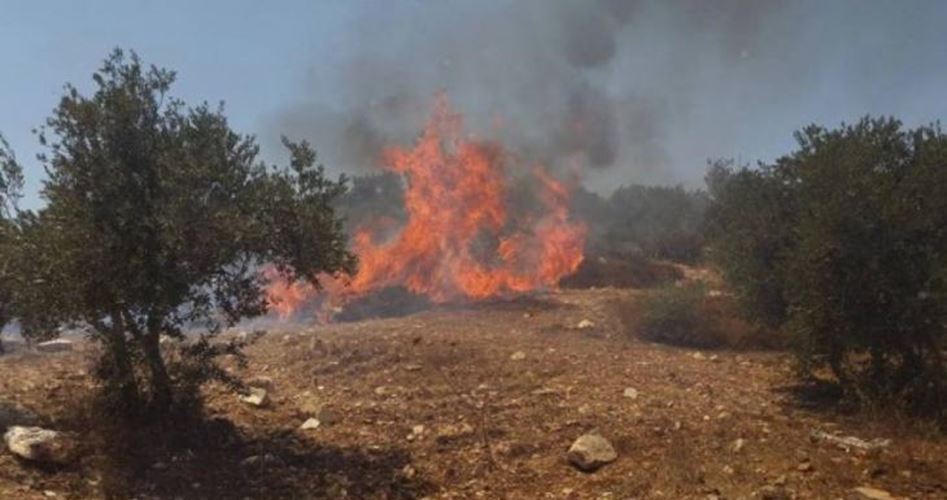 Siyonist yerleşimciler büyük yaşlı 50 zeytin ağacını ateşe verdi