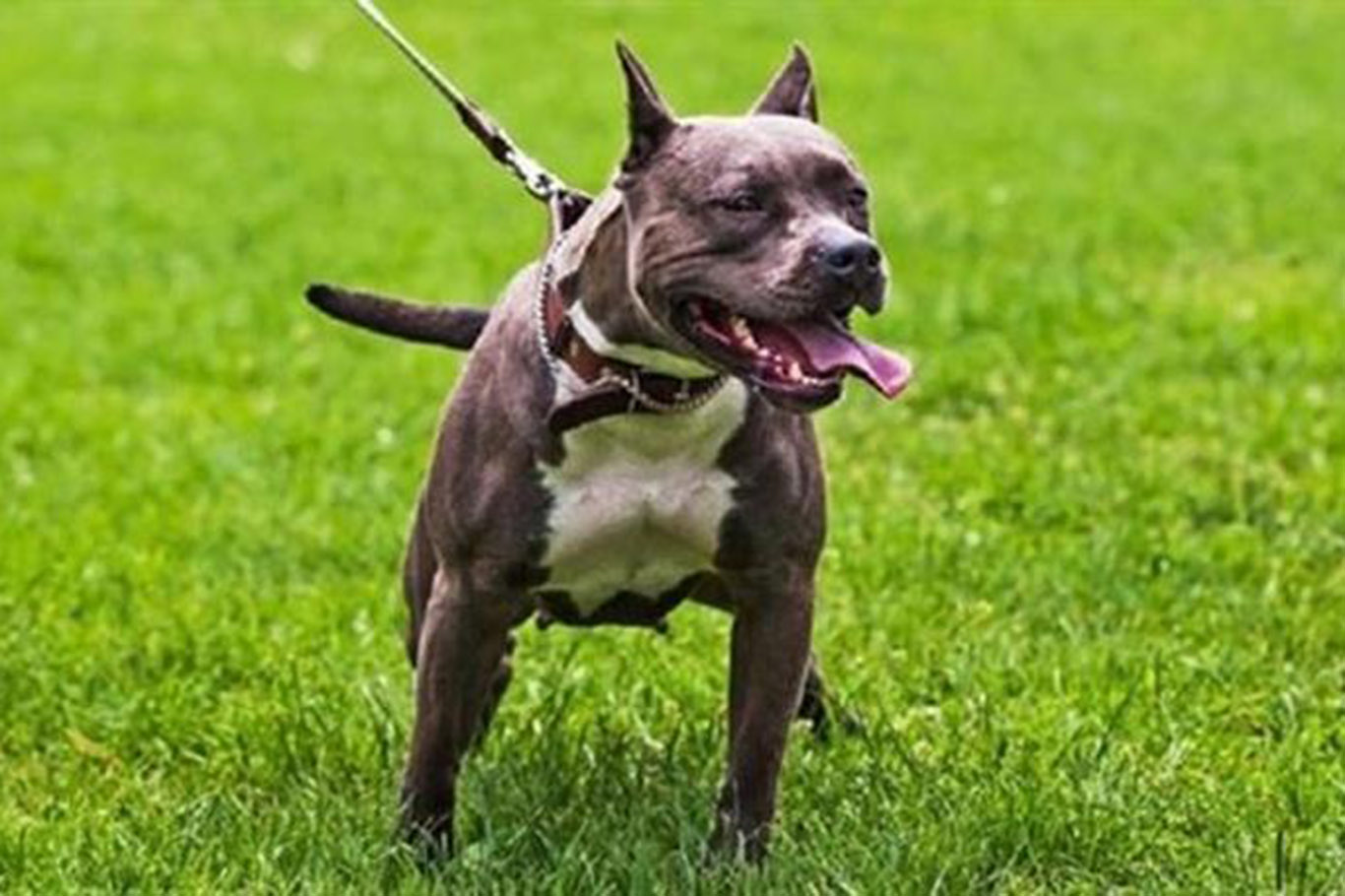 İstanbul'da pitbull dehşeti: Genç kıza 56 dikiş atıldı