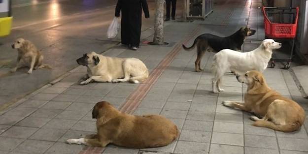 Başıboş köpekler şehri işgal etti! 1500 saldırı gerçekleşti