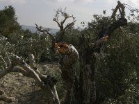 Yahudiler Filistinlilerin zeytin ağaçlarını kesmeyi sürdürüyor