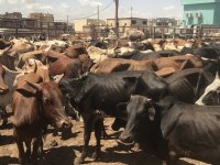 Hindistan istedi, Keşmir'de Kurban Bayramı'nda 'inek, buzağı' kesilmesi yasaklandı