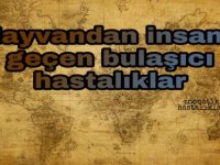 Hayvandan insana geçen bulaşıcı hastalıklar