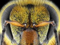 Amerika'da katil arı dehşeti