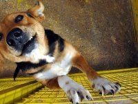Virüsün kaynağı Çin'de köpek eti festivali düzenleniyor