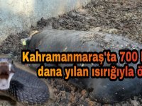 Zehirli yılan 700 kiloluk danayı öldürdü