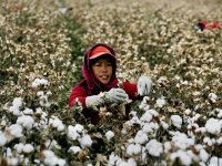 Çin, 570 bin Uygurluyu zorla pamuk tarlalarında çalıştırıyor