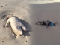 Libya'da yürek burkan görüntüler: Göçmen çocukların cansız bedenleri kıyıya vurdu